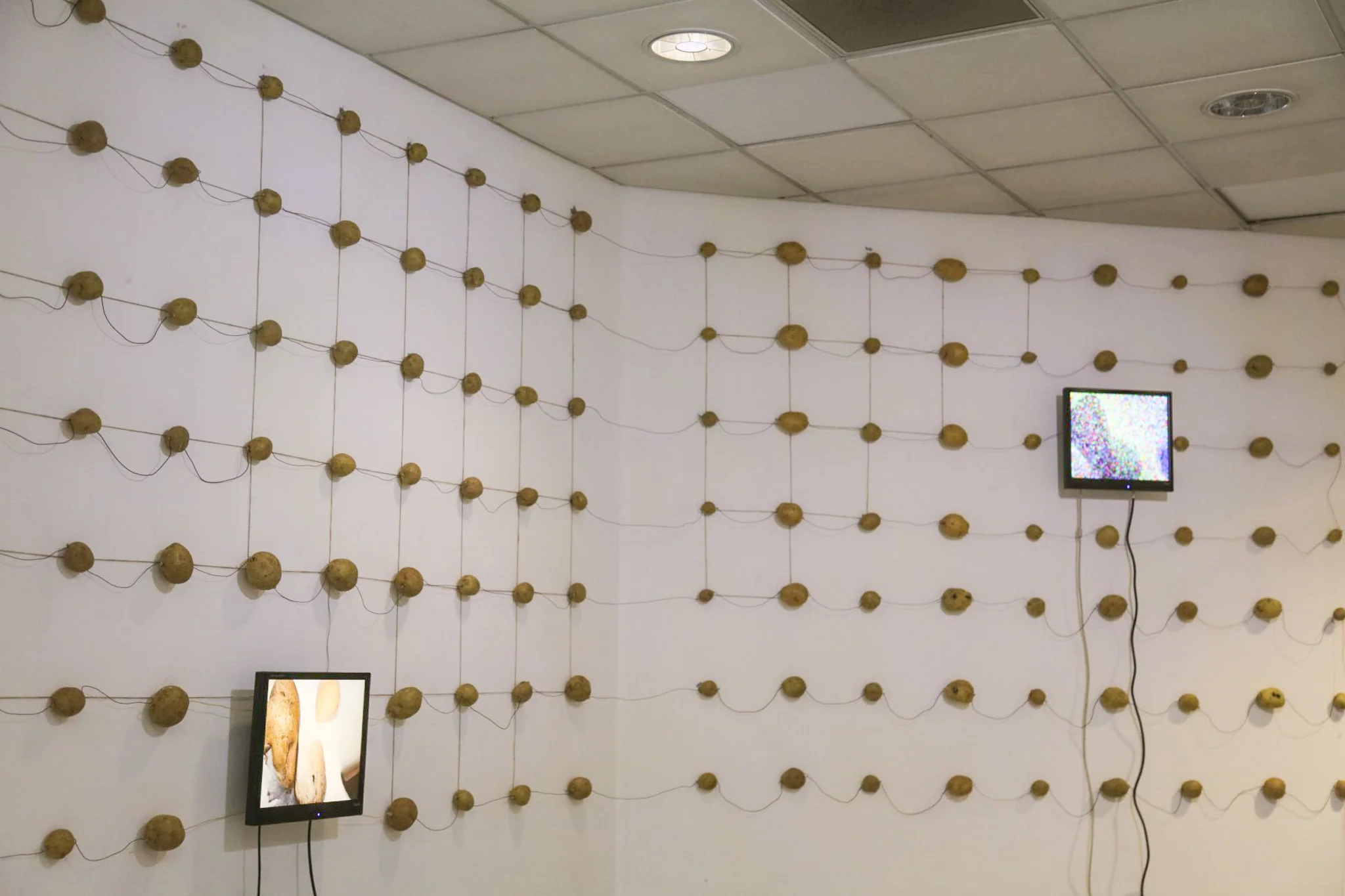 Potatos nailed to a wall with a screen of a Potato