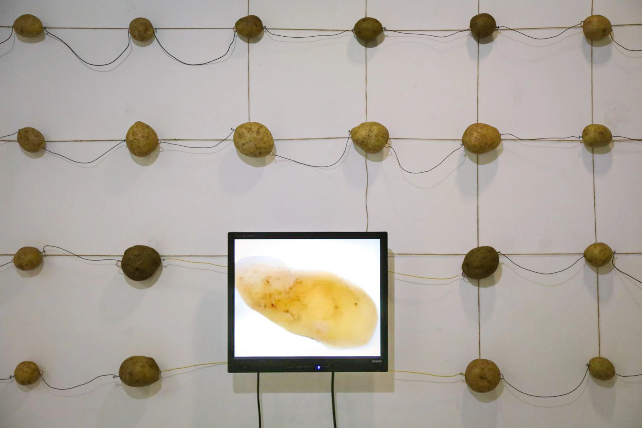 Potatos nailed to a wall with a screen of a Potato